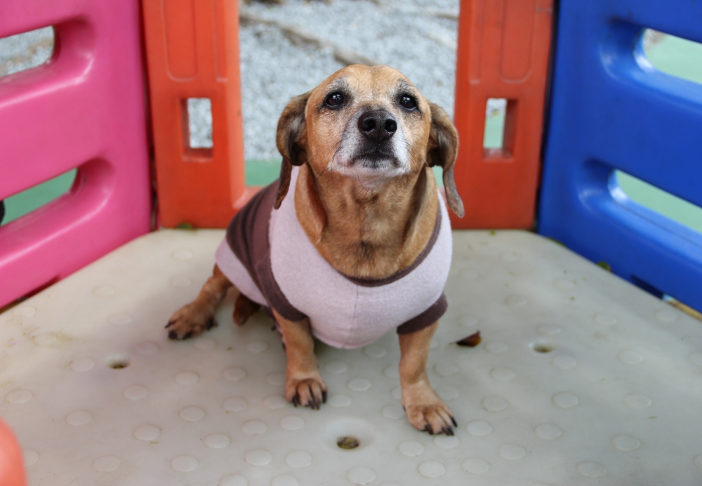 Espaço para Cães Preço Vila Augusta - Hospedagem de Cães