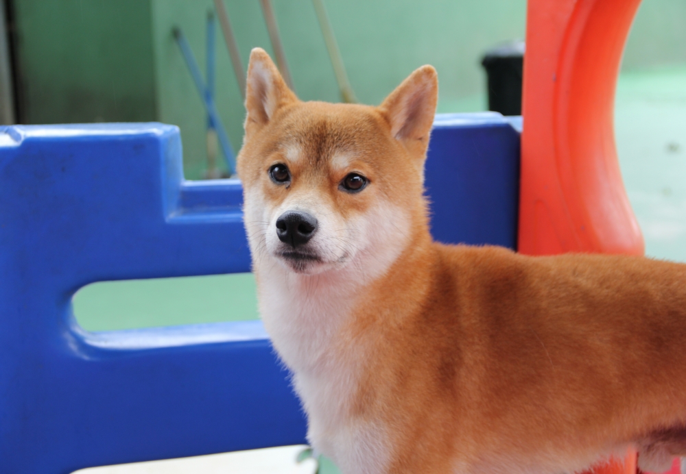 Espaço para Cães em São Domingos - Resort de Cães