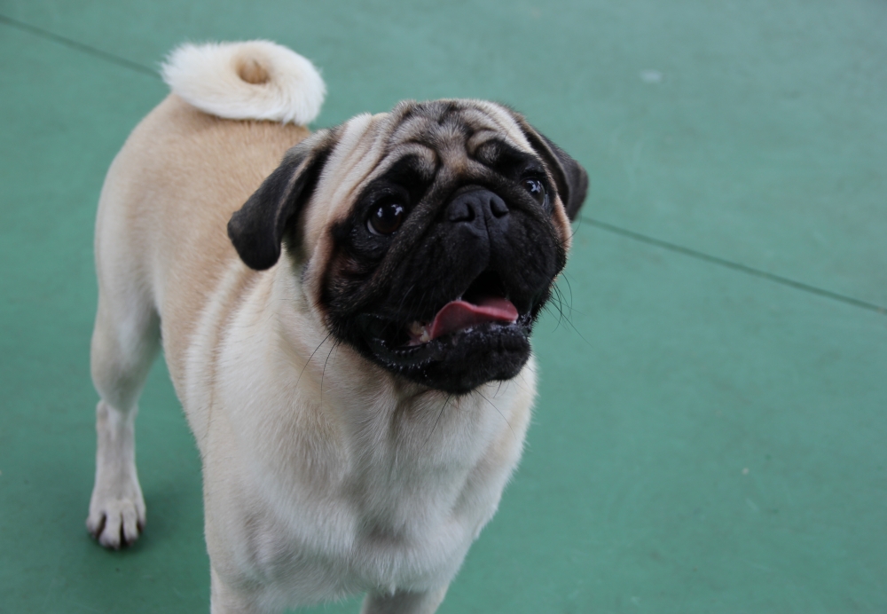 Espaço para Cão na Freguesia do Ó - Hospedagem de Cães