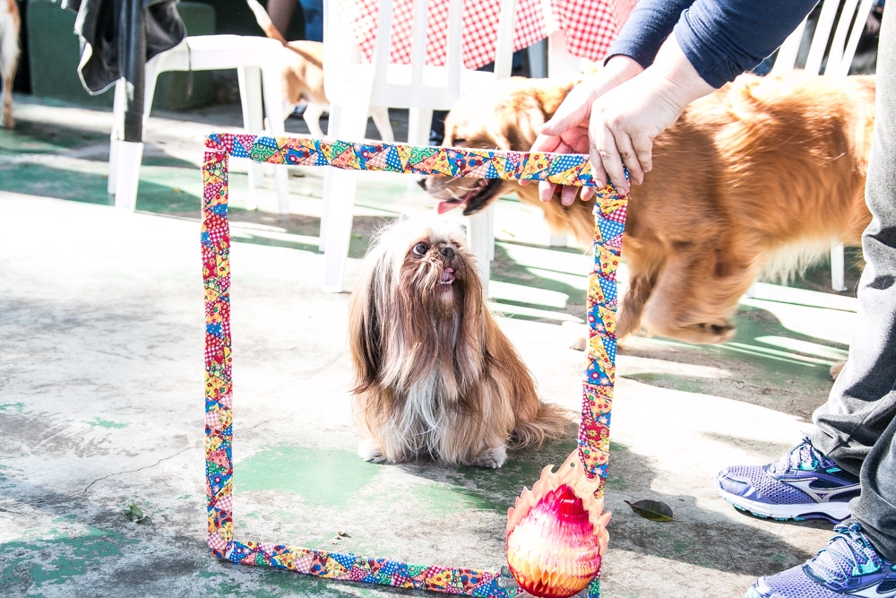 Espaços Day Care em Perus - Day Care Canino