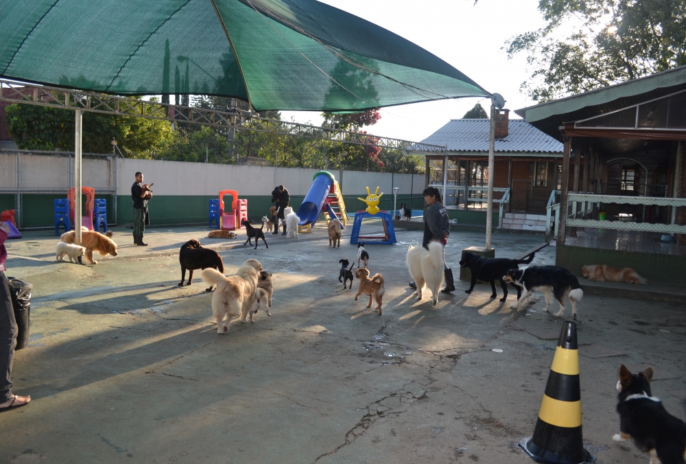 Hospedagem de Cachorro Preço no Campo Belo - Hotel para Pet