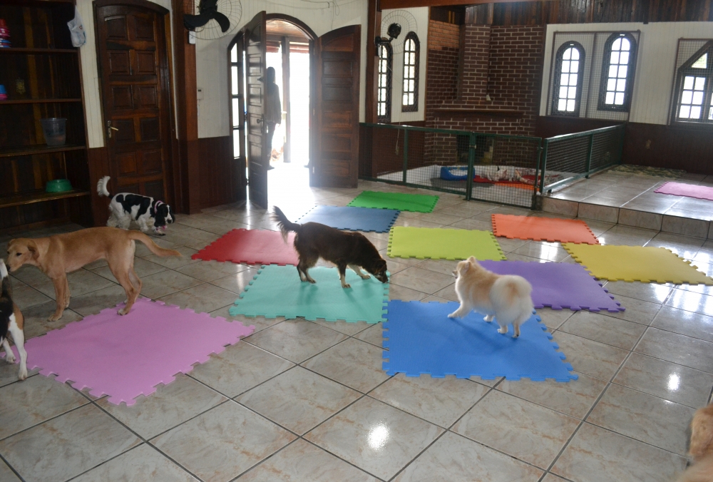 Hospedagem de Cachorro no Jardim Paulistano - Hotel Fazenda para Cachorro