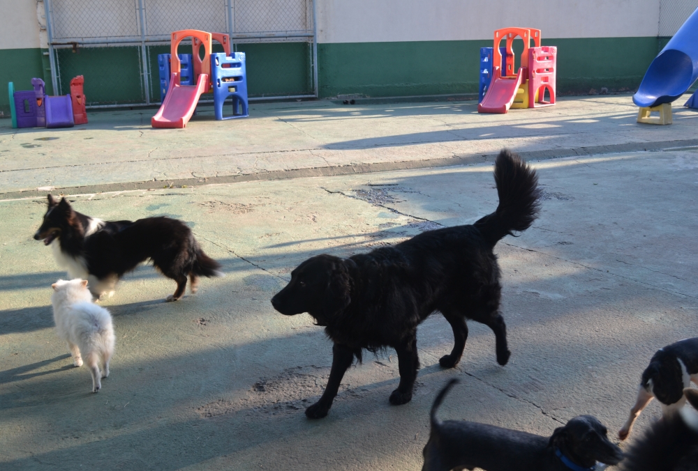 Hospedagem de Cachorros no Brooklin - Hotel Pra Cachorro