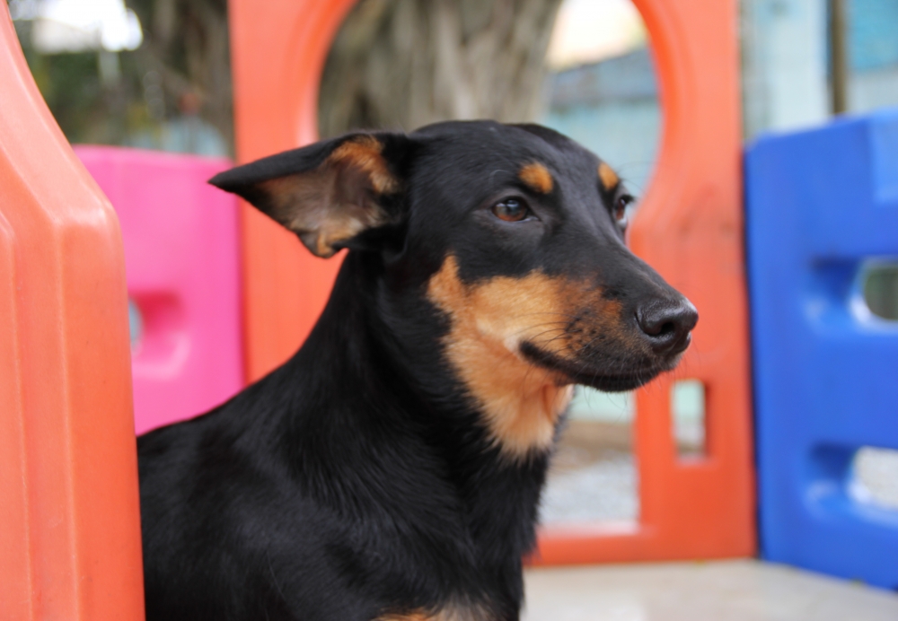 Hospedagem de Cães Preço na Liberdade - Resort de Cães