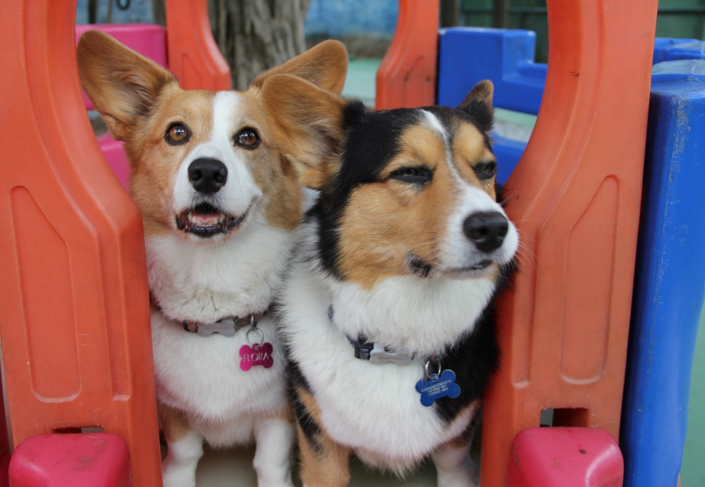 Hospedagem de Cães em São Mateus - Hotel Creche de Cães