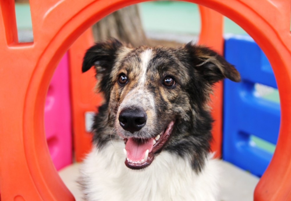 Hospedagem de Cão na Casa Verde - Clube Hotel para Cães