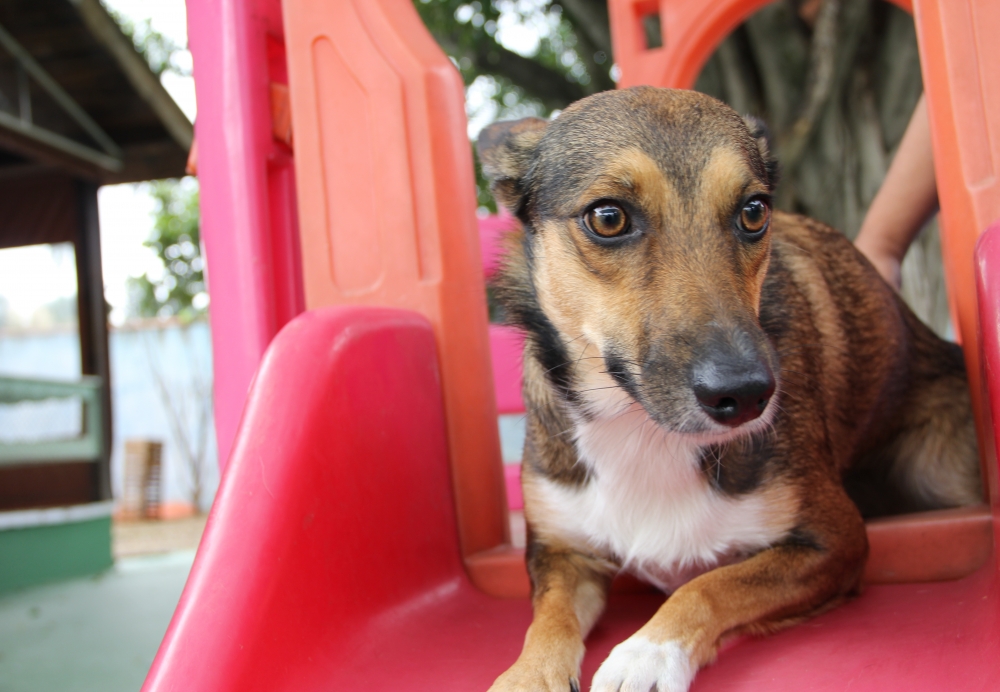 Hotéis Creche para Cães no Jardim São Luiz - Creche de Cachorro