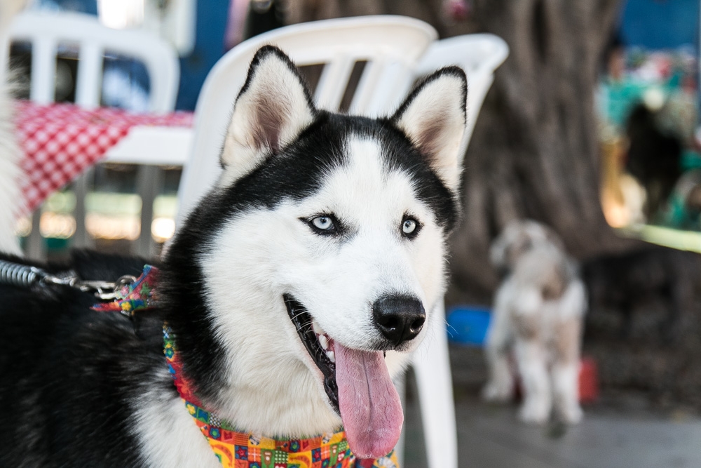 Hotéis Daycare na Vila Esperança - Day Care Canino