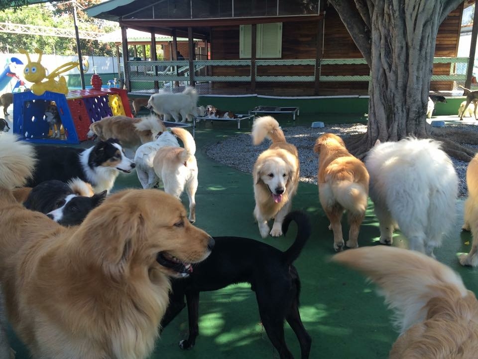 Hotéis de Cachorros Gopoúva - Hotel Fazenda para Cachorro