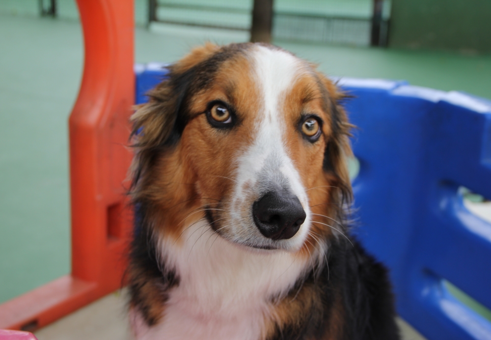 Hotéis de Cães Preço em Cachoeirinha - Hotel de Cães