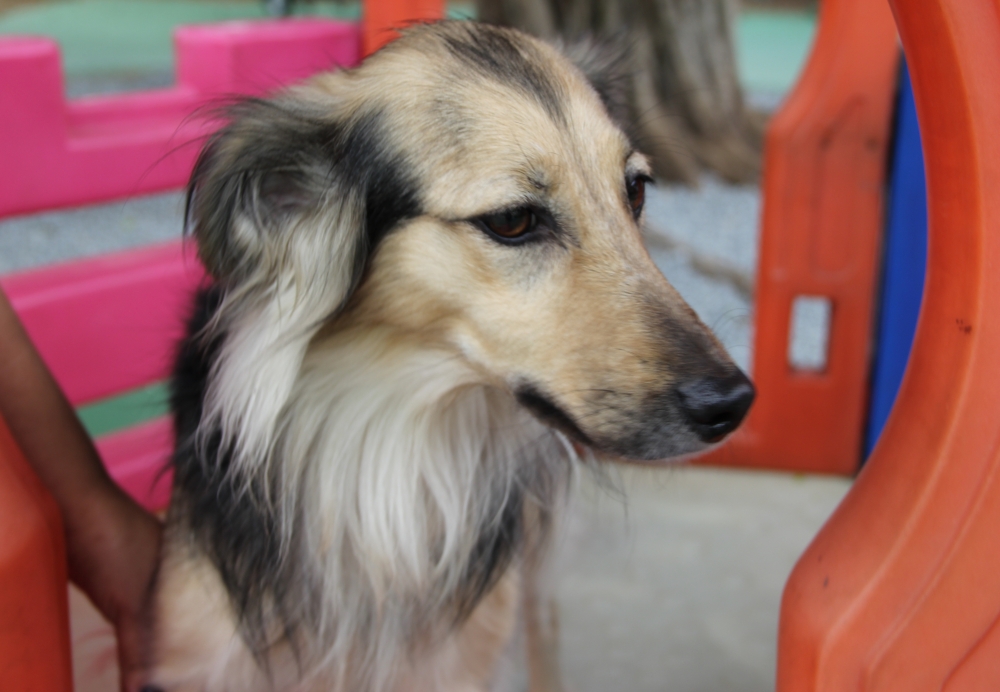 Hotéis de Cão na Consolação - Clube Hotel para Cães