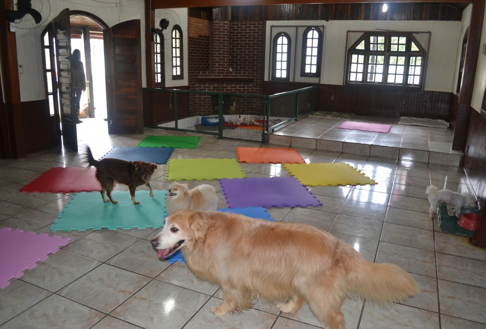 Hotéis Fazenda para Cachorros no Bairro do Limão - Hospedagem de Cachorro