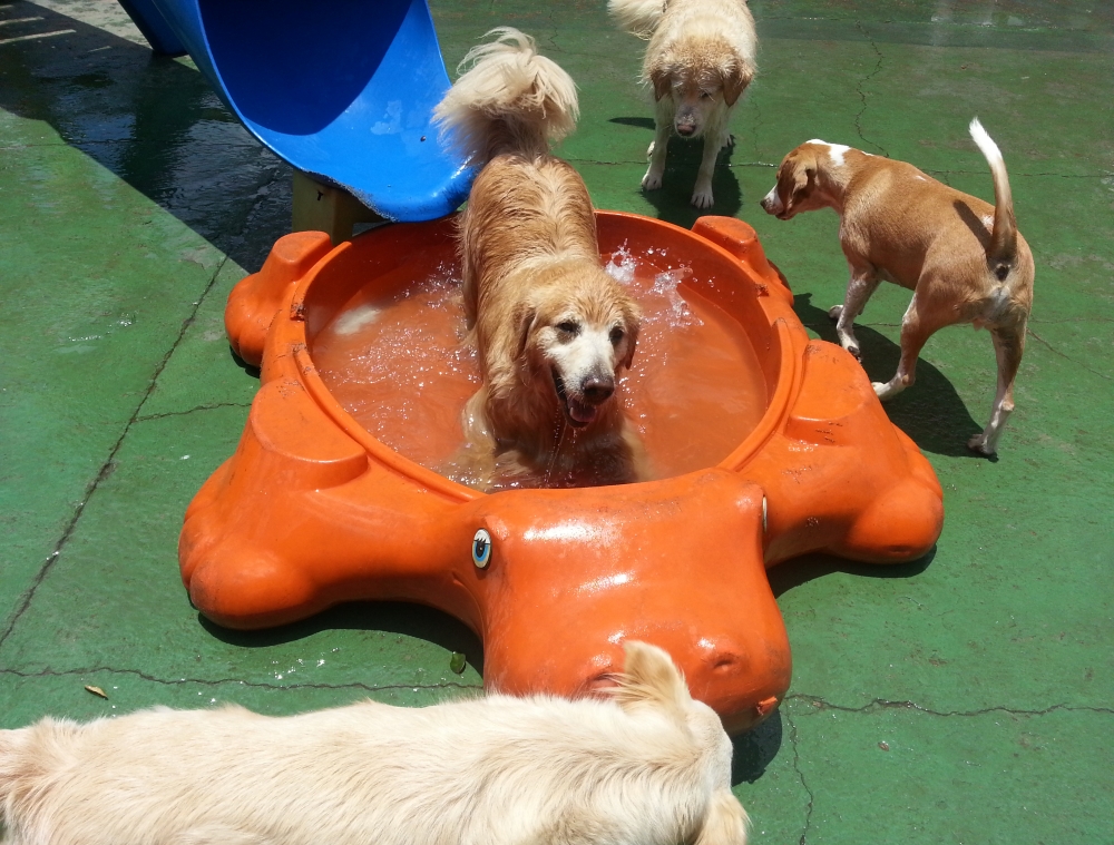 Hotéis para Cachorro Preço no Jardim Paulistano - Hospedagem de Cachorro