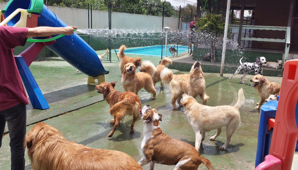 Hotéis para Cachorro Macedo - Hotel para Cachorro em Sp