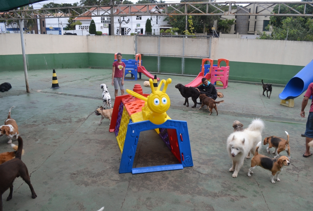 Hotéis para Cachorros em São Paulo na Vila Matilde - Hotel de Cachorro