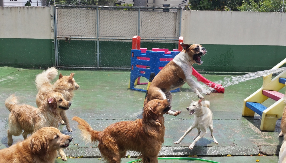 Hotéis para Cachorros em Sp na Vila Maria - Hotel Pra Cachorro