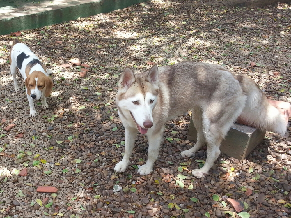 Hotéis para Cachorros no Brooklin no Jardim Bonfiglioli - Hotel Fazenda para Cachorro