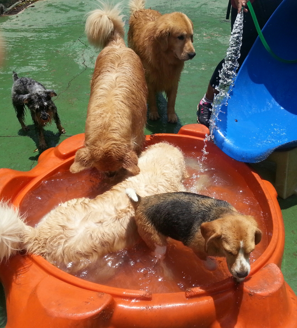 Hotéis para Cachorros Sp na Água Funda - Hotel para Pet