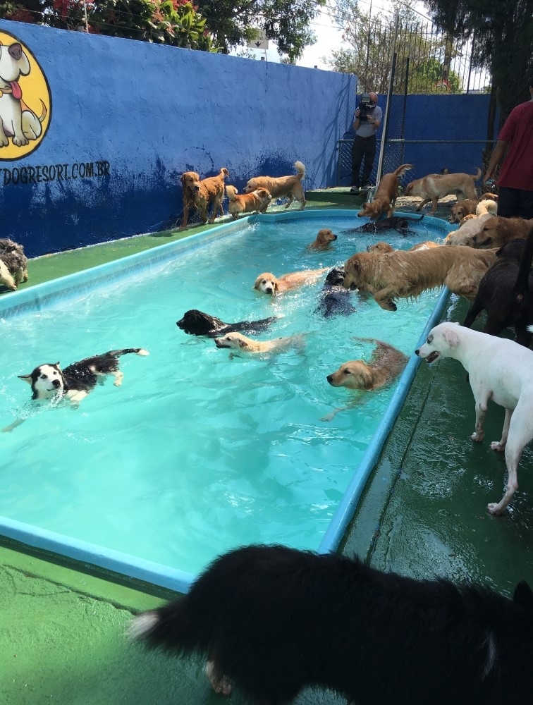 Hotéis para Cachorros na Saúde - Hotel Fazenda para Cachorro