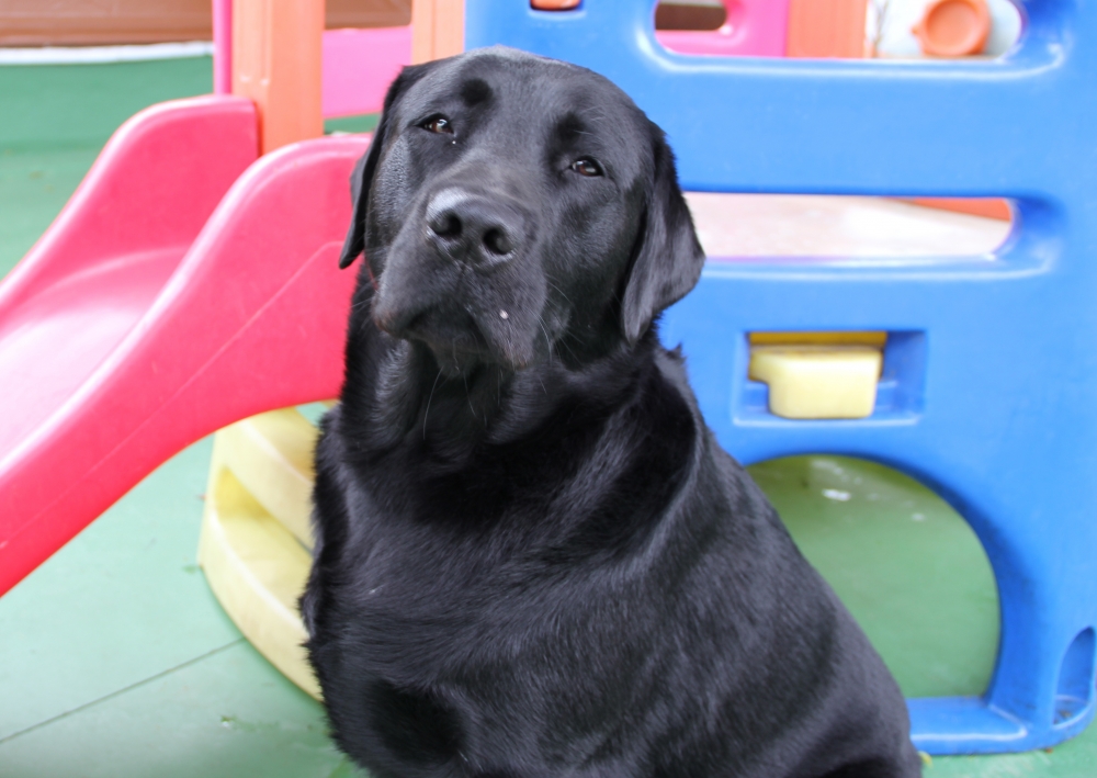 Hotéis para Cães em São Paulo no Jaraguá - Resort para Cães