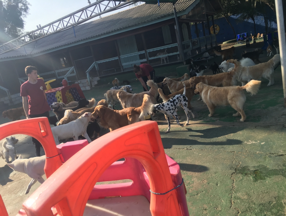 Hotéis para Pet no Ibirapuera - Hotel Fazenda para Cachorro