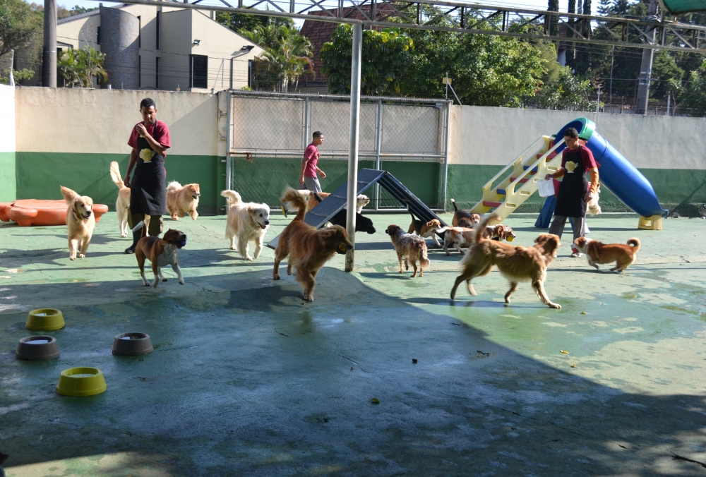 Hotéis Pra Cachorros no Jardim Paulista - Hotel Fazenda para Cachorro