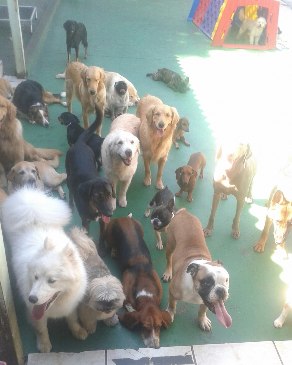 Hotéis Spa para Cães no Morumbi - Pet Spa