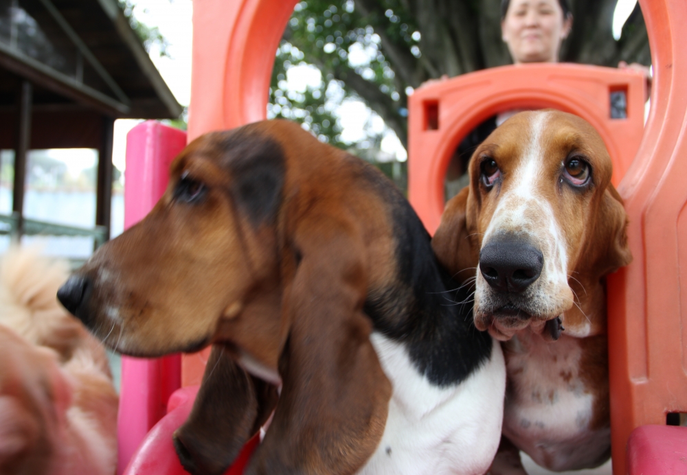 Hotel Creche de Cães Preço no Morumbi - Hospedagem de Cães