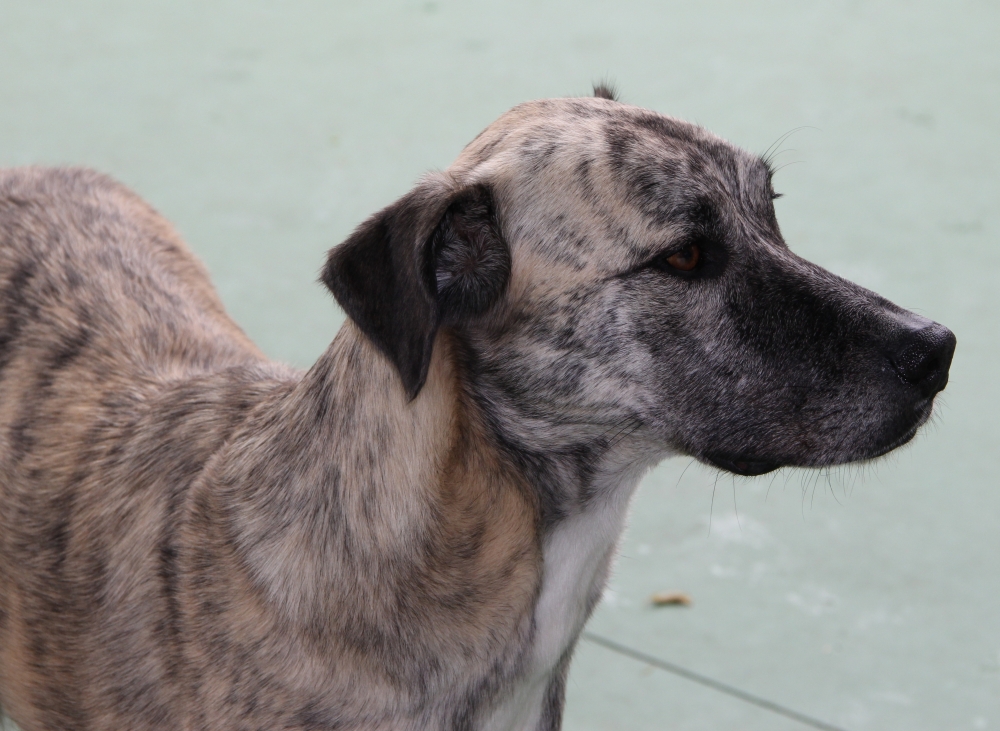 Hotel Creche para Cães Preço em Interlagos - Creche para Animais