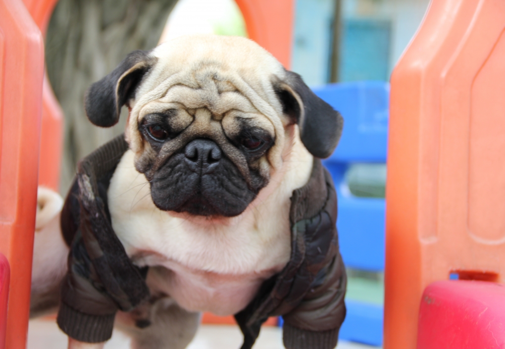 Hotel Creche para Cães na República - Creche para Cachorro em São Paulo