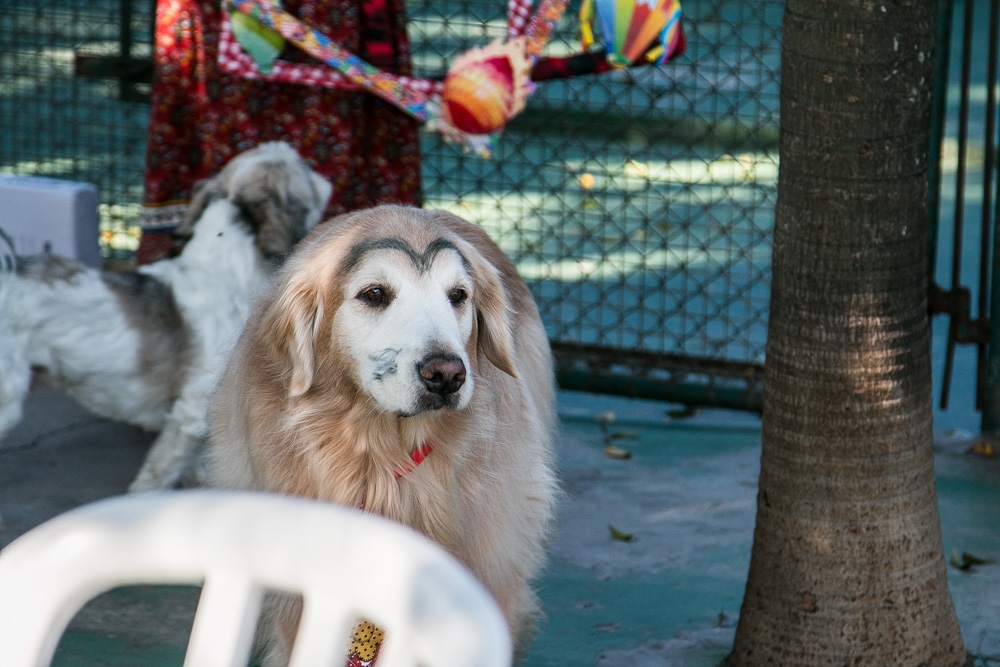 Hotel Day Care na Cidade Patriarca - Day Care Canino