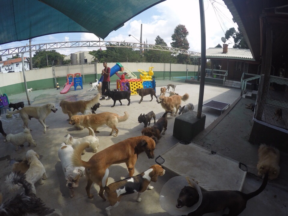 Hotel de Cachorro Preço na Vila Formosa - Hospedagem de Cachorro