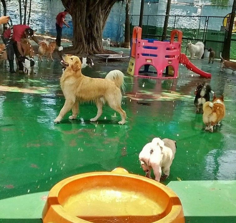 Hotel de Cachorro na Liberdade - Hotel para Cachorro em São Paulo