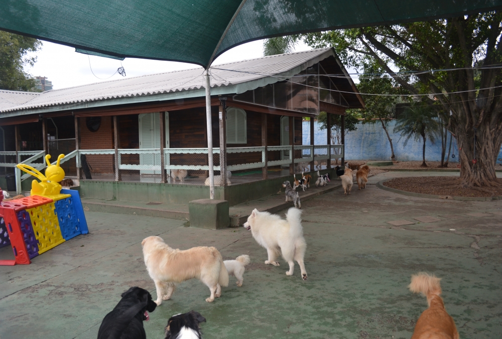 Hotel Fazenda para Cachorro na Casa Verde - Hospedagem de Cachorro