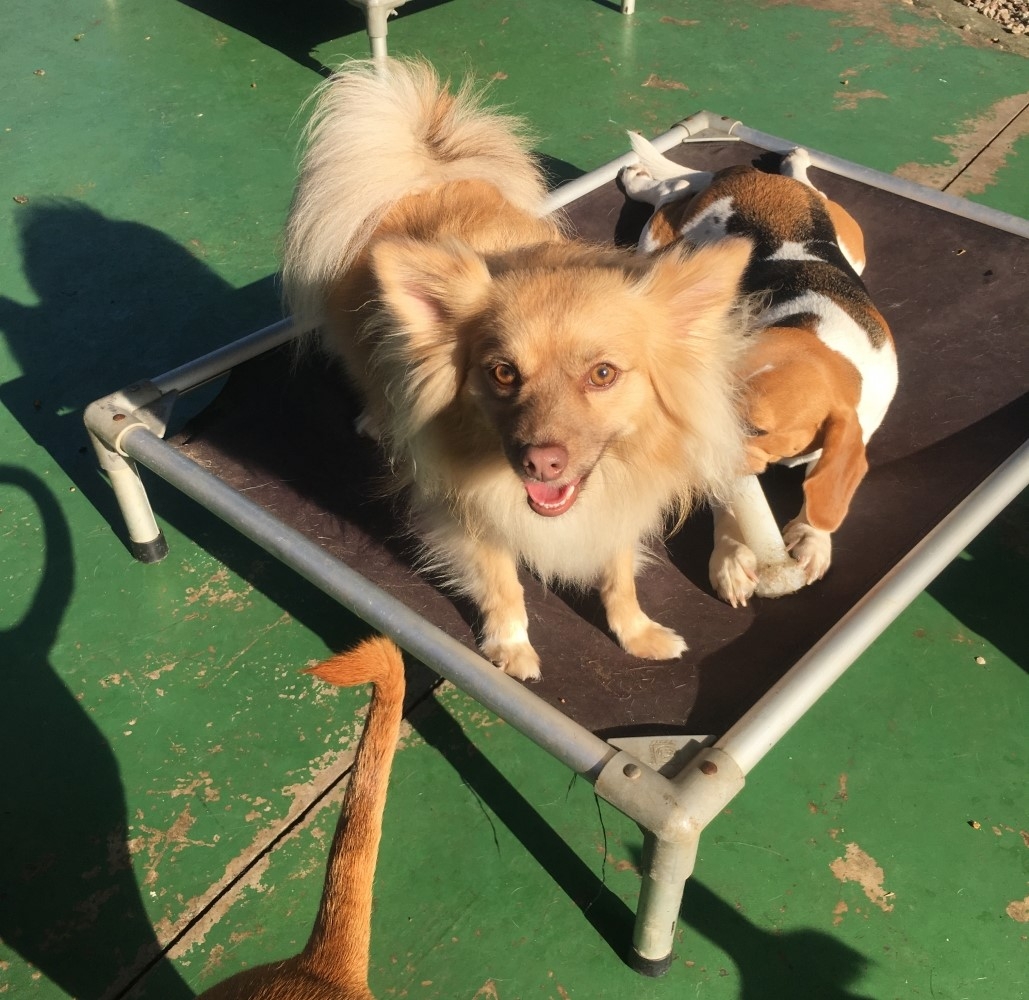 Hotel para Cachorro Diária Preço na Barra Funda - Hotel para Cachorro em Sp