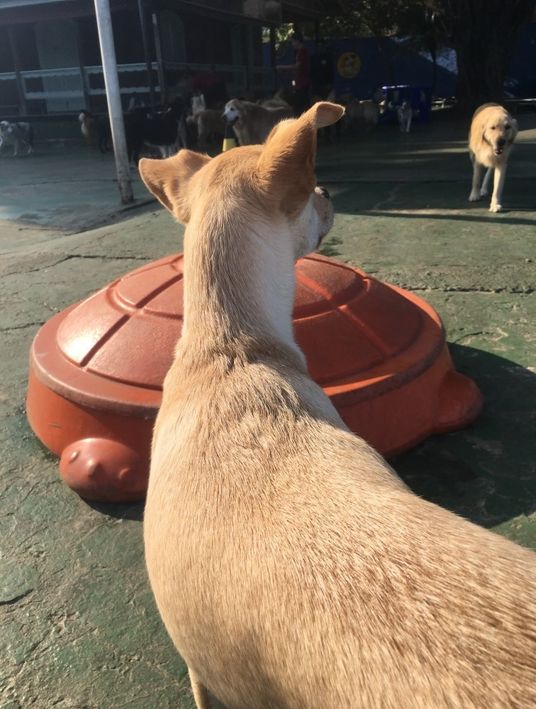 Hotel para Cachorro Diária em Pirituba - Hotel Pra Cachorro