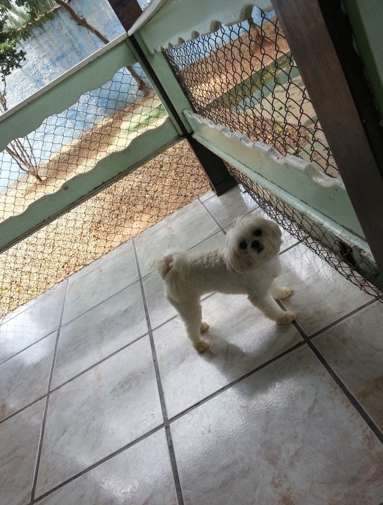 Hotel para Cachorro em Sp Preço em Pirituba - Hotel para Pet