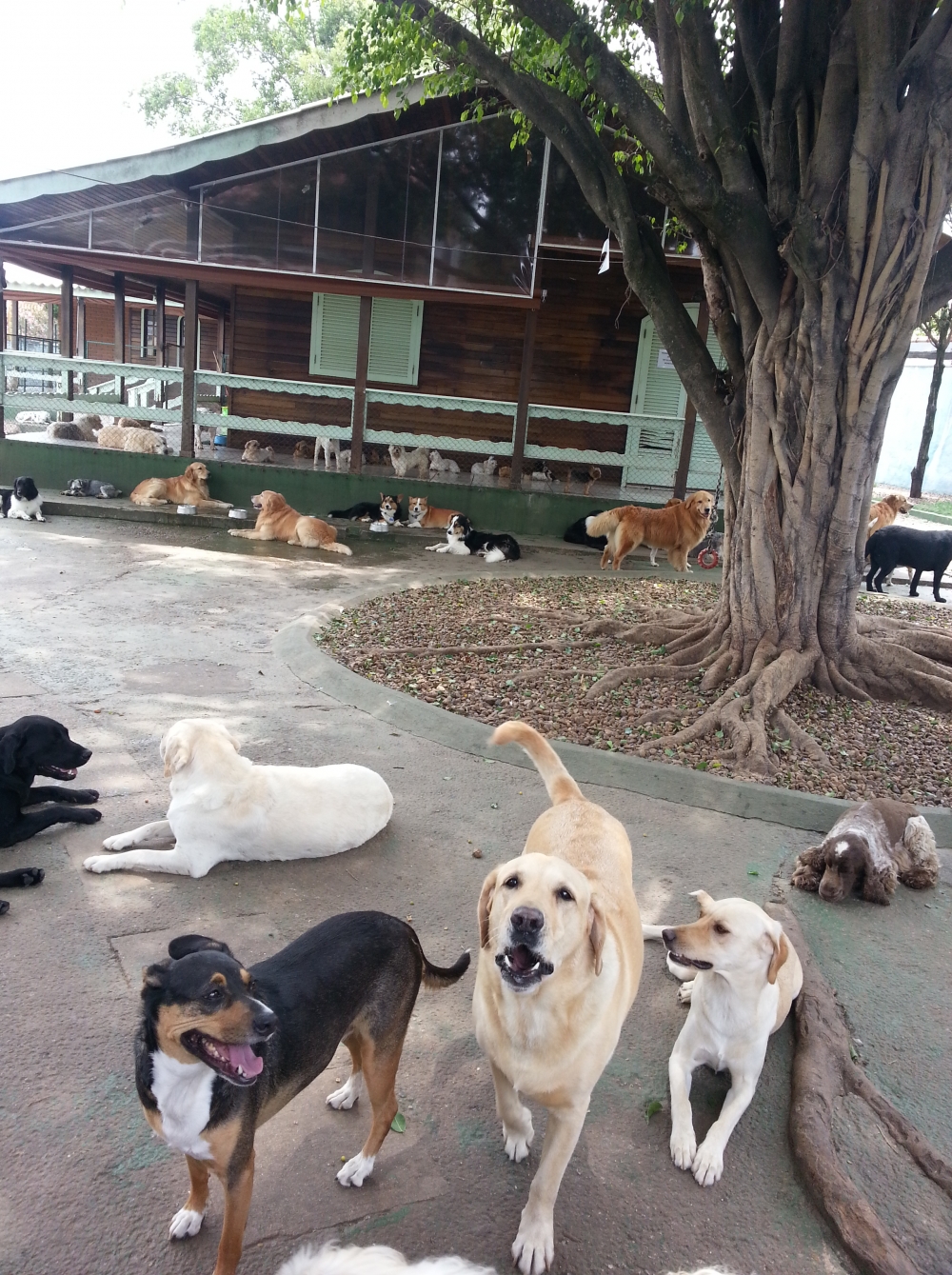 Hotel para Cachorro em Sp no Pari - Hotel para Cachorro