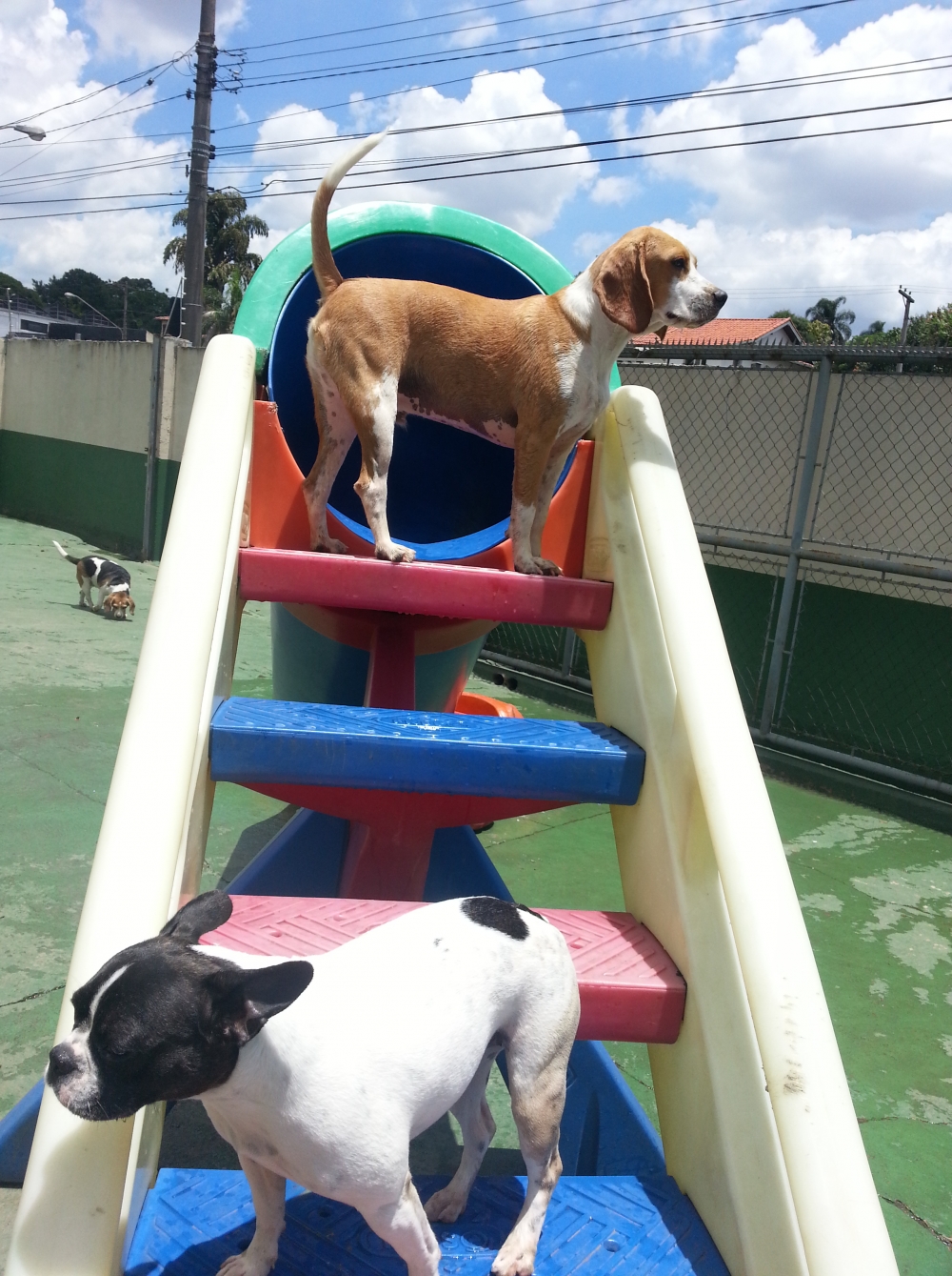 Hotel para Cachorro no Brooklin Preço no Jaraguá - Hotel para Cachorro em São Paulo