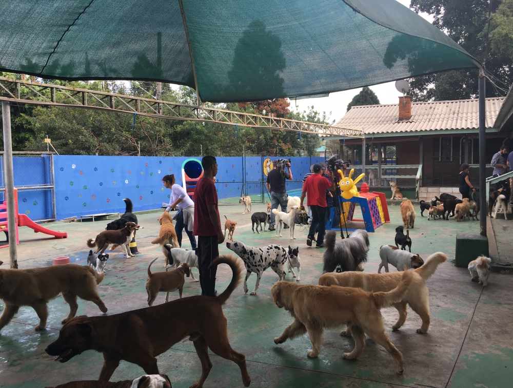 Hotel para Cachorro Preço no Socorro - Hotel para Cachorro Diária