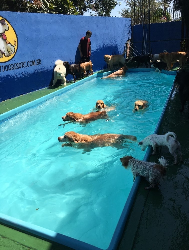 Hotel para Cachorro - Hotel para Cães - Pousada CãoBoy