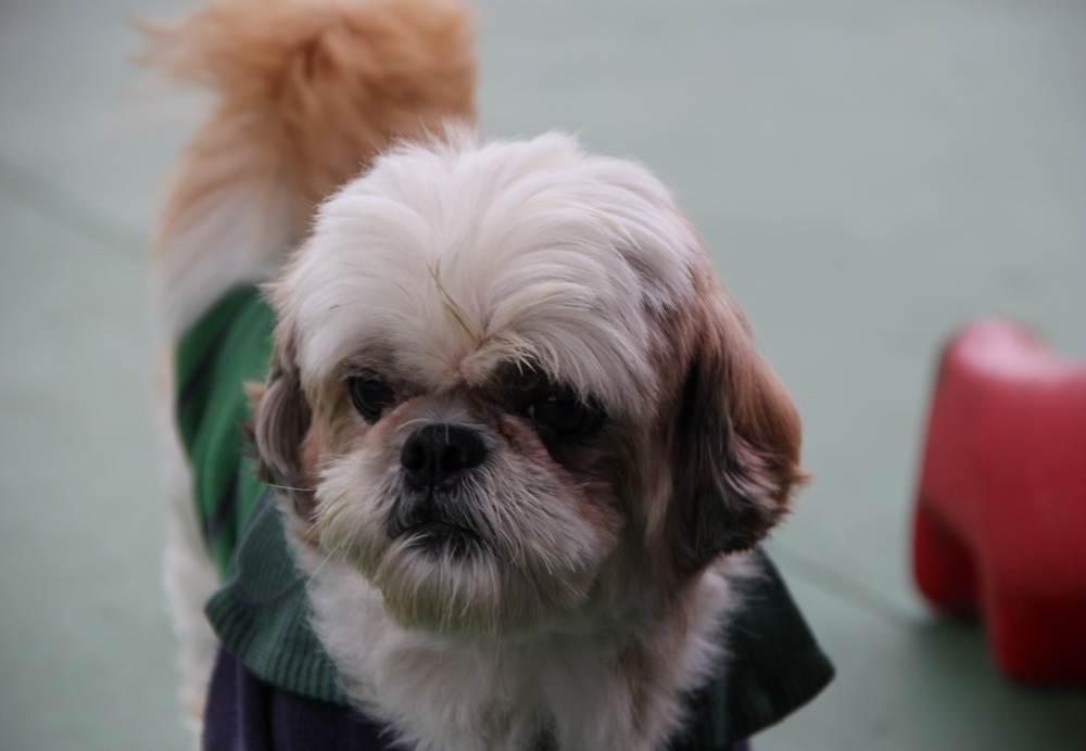 Hotel para Cães em São Paulo no Morumbi - Hotel para Cães em Sp