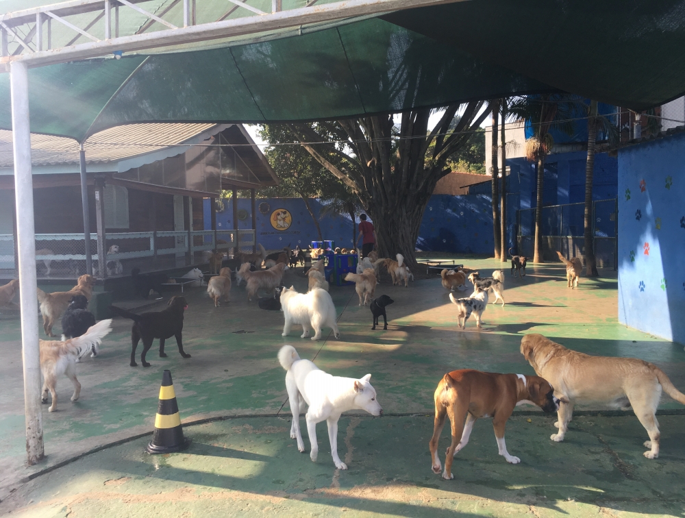 Hotel para Pet Preço na Vila Formosa - Serviços de Hotel para Cachorro