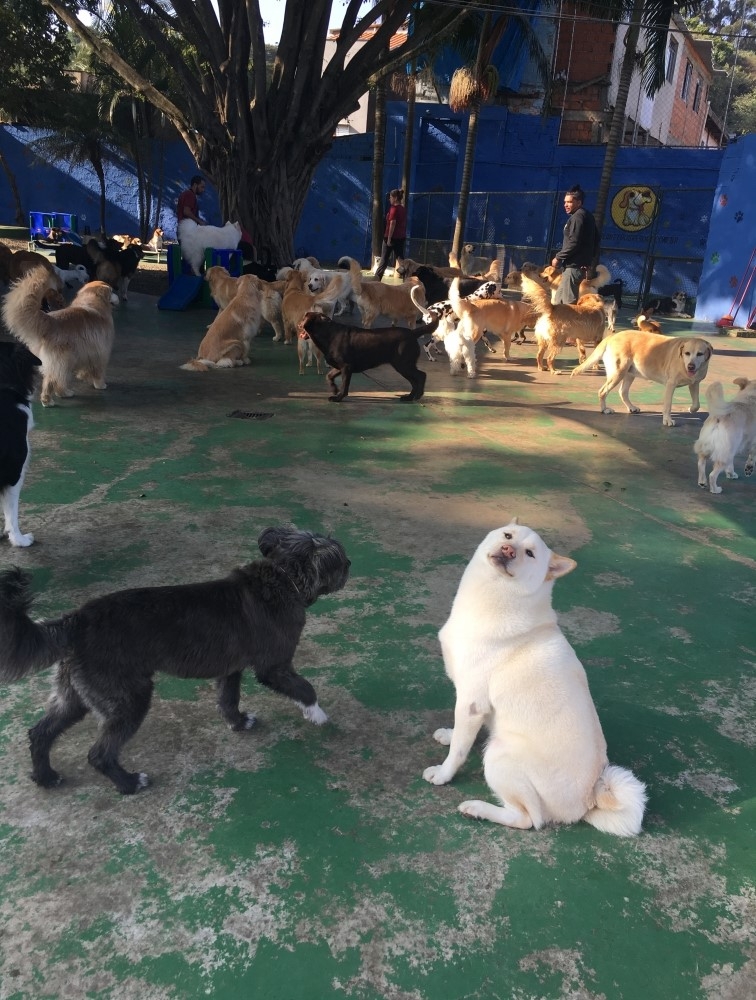 Hotel para Pet na Vila Carrão - Hospedagem de Cachorro