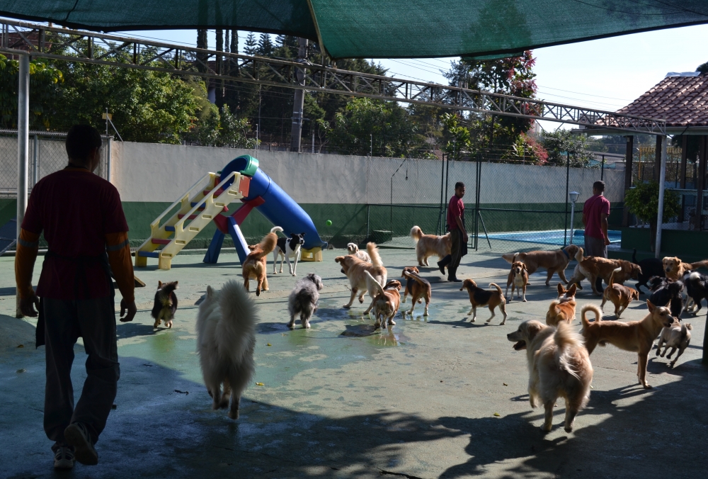 Hotel Pra Cachorro Preço Jardim Aracília - Hotel para Pet