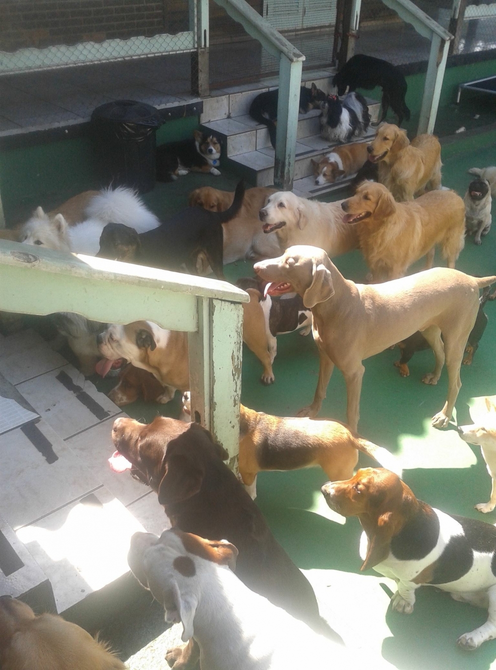 Hotel Spa para Cães Preço Bosque Maia - Spa para Cachorros