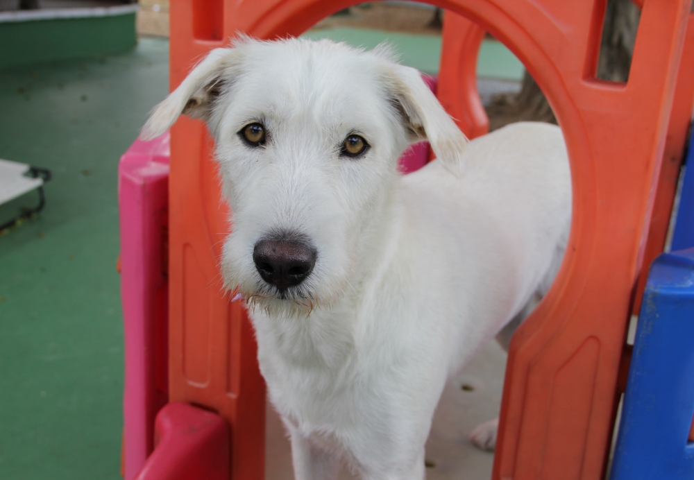 Onde Encontrar Clube Hotel para Cães no Centro - Hospedagem de Cães