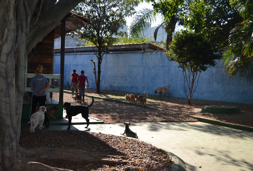 Onde Encontrar Creche Canina Água Azul - Creche para Cachorro em Sp