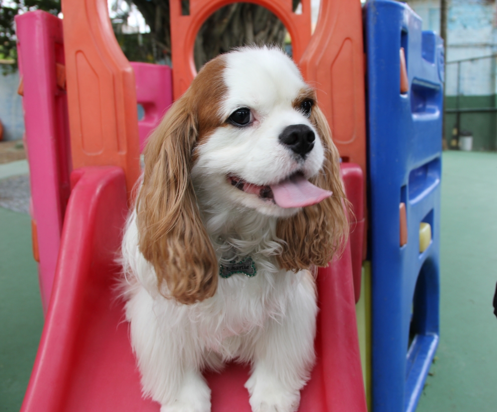 Onde Encontrar Creche com Day Care para Cachorro na Pedreira - Creche Canina