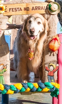 Onde Encontrar Creche Day Care em Pirituba - Day Care para Cães